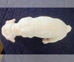 Small Photo #39 French Bulldog Puppy For Sale in CHINO HILLS, CA, USA