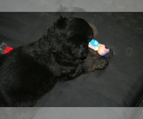 Full screen Photo #16 Newfoundland-Shepadoodle Mix Puppy For Sale in SHEBOYGAN FALLS, WI, USA