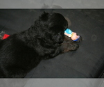 Small Photo #16 Newfoundland-Shepadoodle Mix Puppy For Sale in SHEBOYGAN FALLS, WI, USA