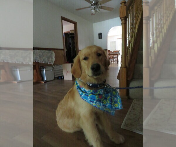 Medium Photo #7 Golden Retriever Puppy For Sale in MECHANICSVILLE, MD, USA