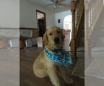 Small #6 Golden Retriever