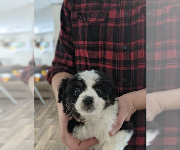 Medium Photo #8 Australian Shepherd-Poodle (Toy) Mix Puppy For Sale in SPENCER, TN, USA