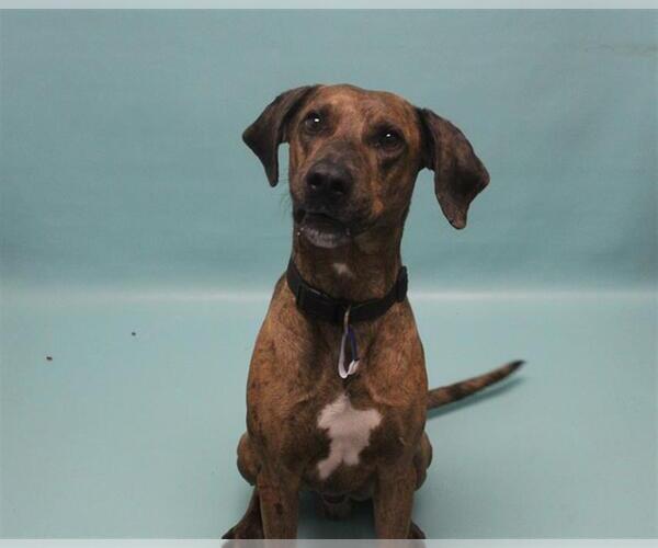 Medium Photo #1 Catahoula Leopard Dog-Unknown Mix Puppy For Sale in Fort Collins, CO, USA