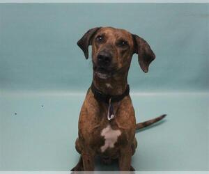 Catahoula Leopard Dog-Unknown Mix Dogs for adoption in Fort Collins, CO, USA