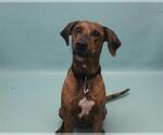 Small Catahoula Leopard Dog Mix