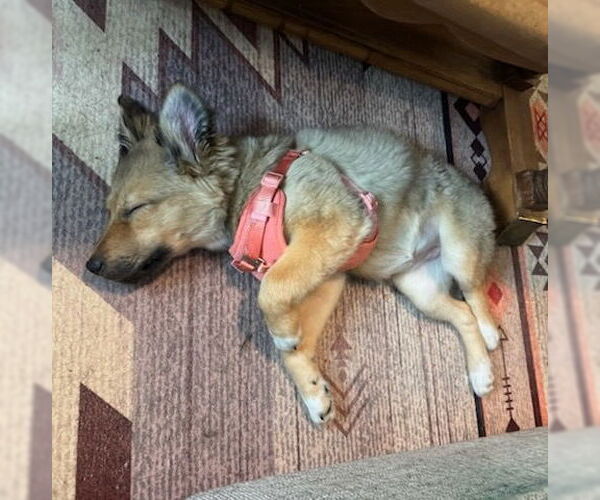 Medium Photo #3 Gerberian Shepsky Puppy For Sale in GILBERTS, IL, USA