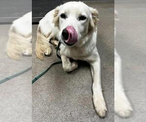 German Shepherd Dog-Unknown Mix Dogs for adoption in HESPERIA, CA, USA