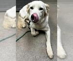 Small German Shepherd Dog Mix