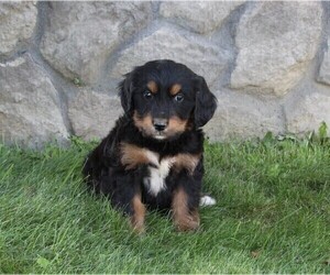 Golden Mountain Doodle  Puppy for sale in FREDERICKSBURG, OH, USA