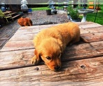 Small #2 Golden Retriever