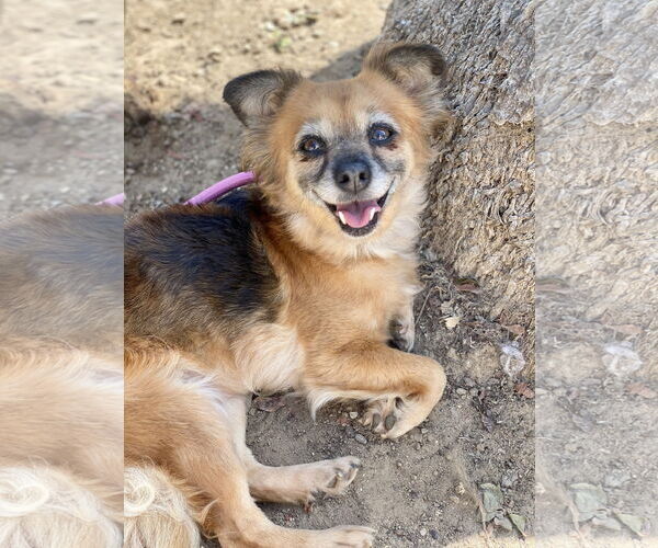 Medium Photo #6 Chihuahua-Cocker Spaniel Mix Puppy For Sale in Newport Beach, CA, USA