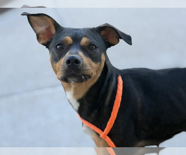 Medium Photo #2 Rottweiler-Unknown Mix Puppy For Sale in Tulsa, OK, USA