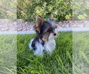 Yorkshire Terrier Puppy for sale in MIDVALE, UT, USA