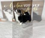 Small #3 Pembroke Welsh Corgi