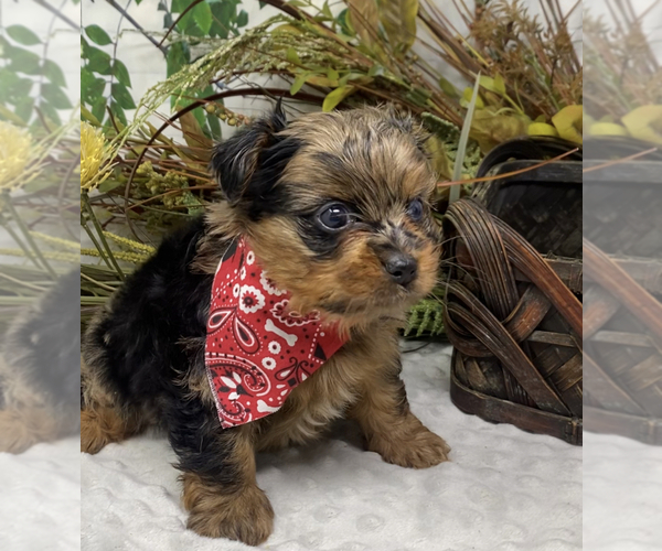 Medium Photo #40 Shorkie Tzu Puppy For Sale in SELLERSBURG, IN, USA