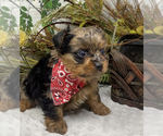 Small Photo #40 Shorkie Tzu Puppy For Sale in SELLERSBURG, IN, USA