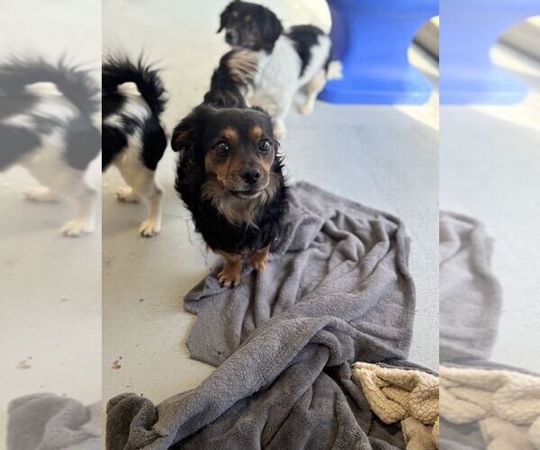 Medium Photo #1 Mutt Puppy For Sale in Studio City, CA, USA