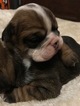 Puppy 1 Bulldog