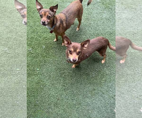 Medium Photo #2 Chihuahua-Unknown Mix Puppy For Sale in Tempe , AZ, USA