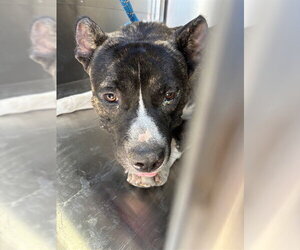Mutt Dogs for adoption in Oklahoma City, OK, USA