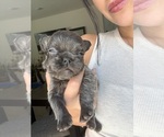 Small #10 French Bulldog