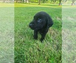 Small Photo #1 Labrador Retriever Puppy For Sale in OLEY, PA, USA