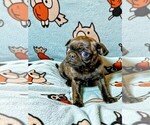Puppy Brindle boy Pug