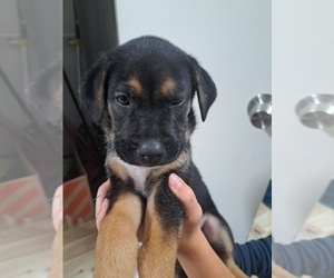 Shepradors Puppy for sale in ROWLETT, TX, USA