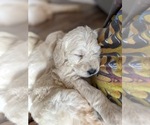 Small #18 Labradoodle