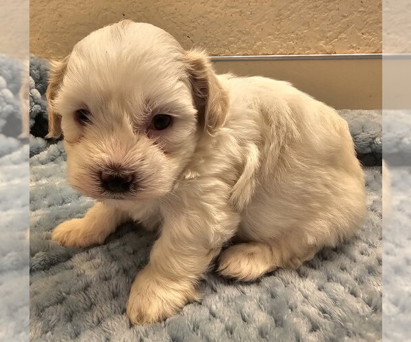 Medium Photo #2 Havanese Puppy For Sale in Olalla, WA, USA