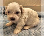 Small #1 Havanese