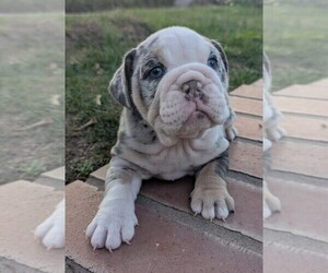 Medium English Bulldog