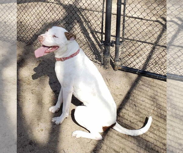 Medium Photo #2 American Pit Bull Terrier-Unknown Mix Puppy For Sale in Westwood, NJ, USA