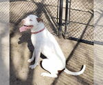 Small #1 American Pit Bull Terrier Mix