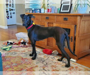 Labrador Retriever-Unknown Mix Dogs for adoption in Sandy, UT, USA