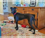 Small Labrador Retriever Mix