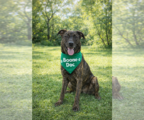 Medium Photo #5 Black Mouth Cur-Holland Shepherd Mix Puppy For Sale in Euless, TX, USA