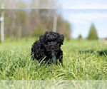Small Photo #8 YorkiePoo Puppy For Sale in WARSAW, IN, USA