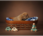 Small #23 Olde English Bulldogge