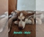 Puppy Bandit Australian Shepherd-Siberian Husky Mix