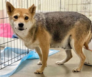 Shiba Inu Dogs for adoption in Great Bend, KS, USA