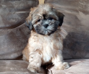 Shih Tzu Puppy for sale in OCONTO, WI, USA