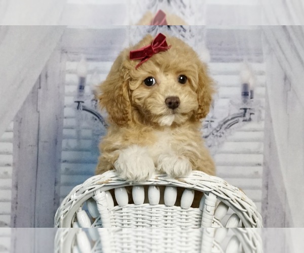 Medium Photo #1 Poodle (Toy) Puppy For Sale in WARSAW, IN, USA