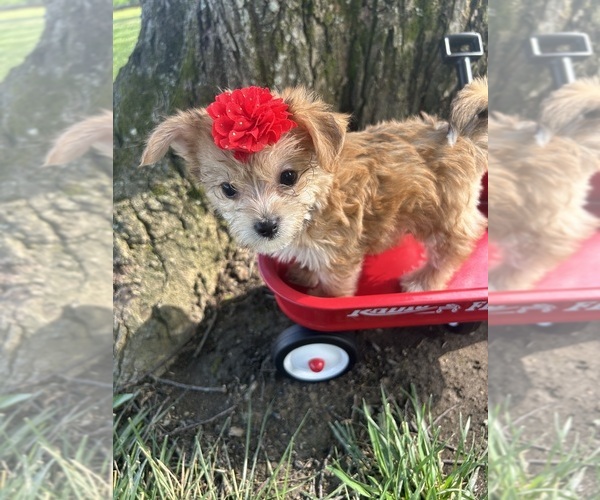Medium Photo #2 Yo-Chon Puppy For Sale in BELFAST, OH, USA