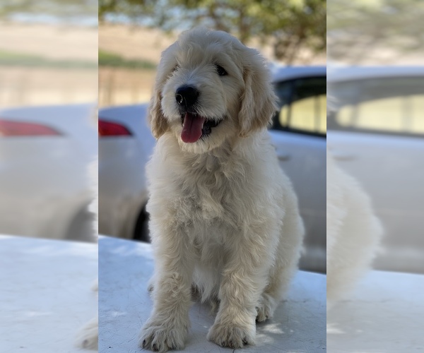 Medium Photo #2 Goldendoodle Puppy For Sale in PORTERVILLE, CA, USA