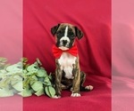 Small Boxer