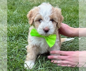 Bernedoodle (Miniature) Puppy for sale in ROY, UT, USA