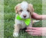 Image preview for Ad Listing. Nickname: Nacho
