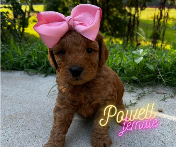 Medium Photo #1 Goldendoodle (Miniature) Puppy For Sale in CLINTON, TN, USA