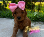 Small Photo #1 Goldendoodle (Miniature) Puppy For Sale in CLINTON, TN, USA